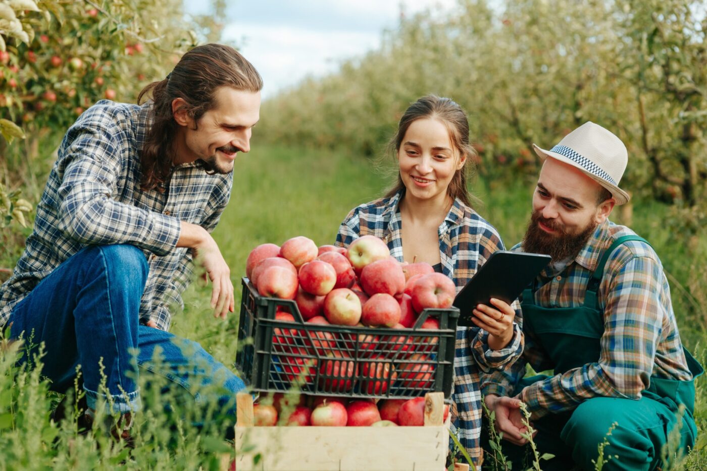 Ein Bauer und zwei Lieferanten sind auf einem landwirtschaftlichen Feld oder Wiese, in der Hocke und schauen sich die Apfelernte an, welche in einer Kunststoff und Holzkiste verpackt ist.